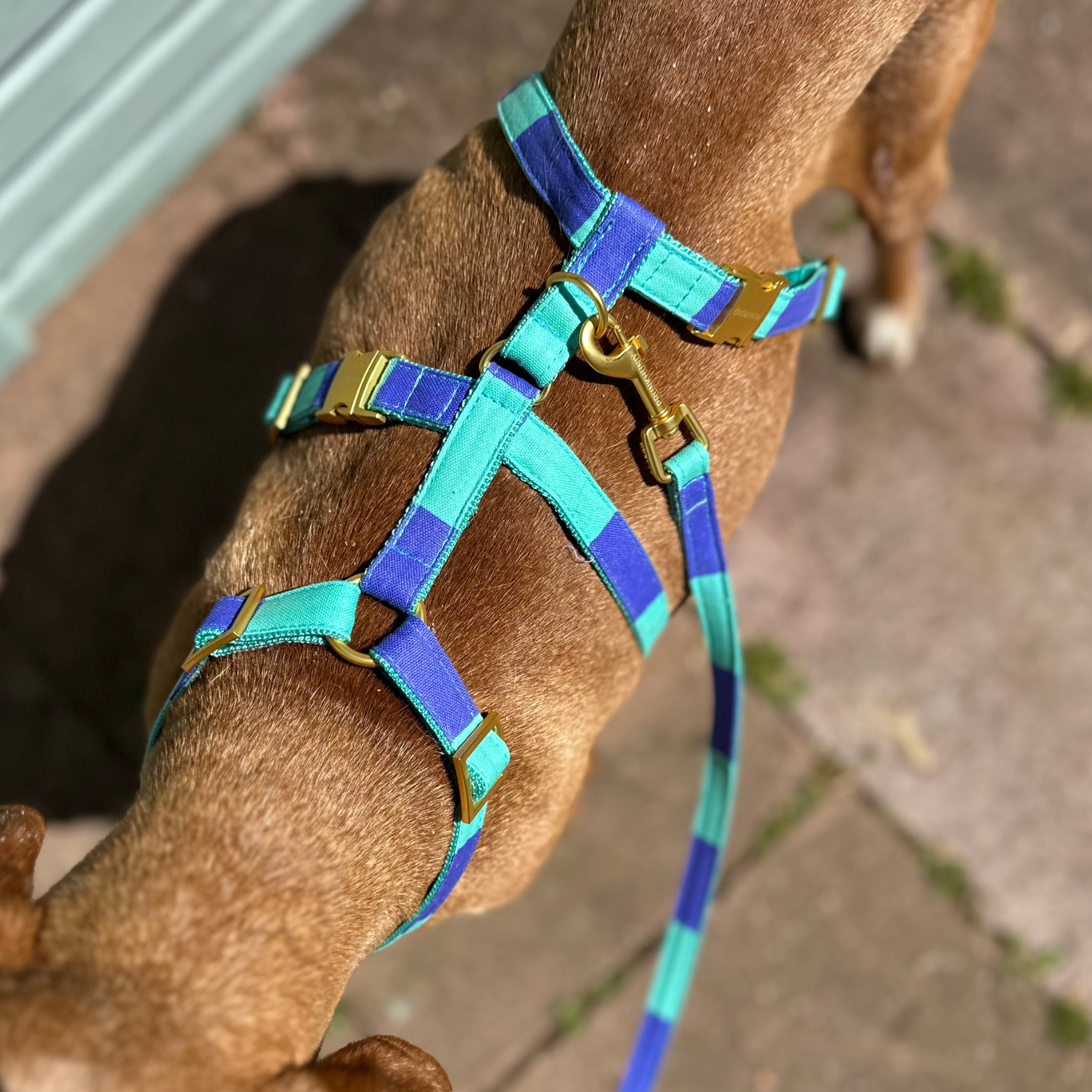 safety harness capri mint
