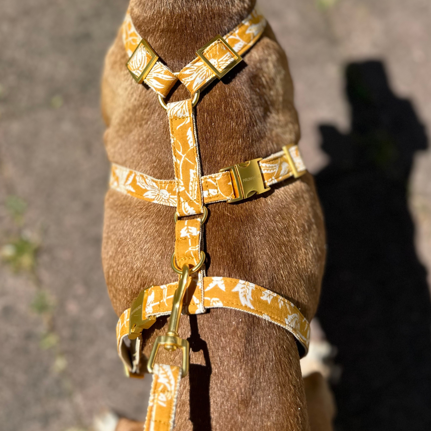 safety harness GOA curry