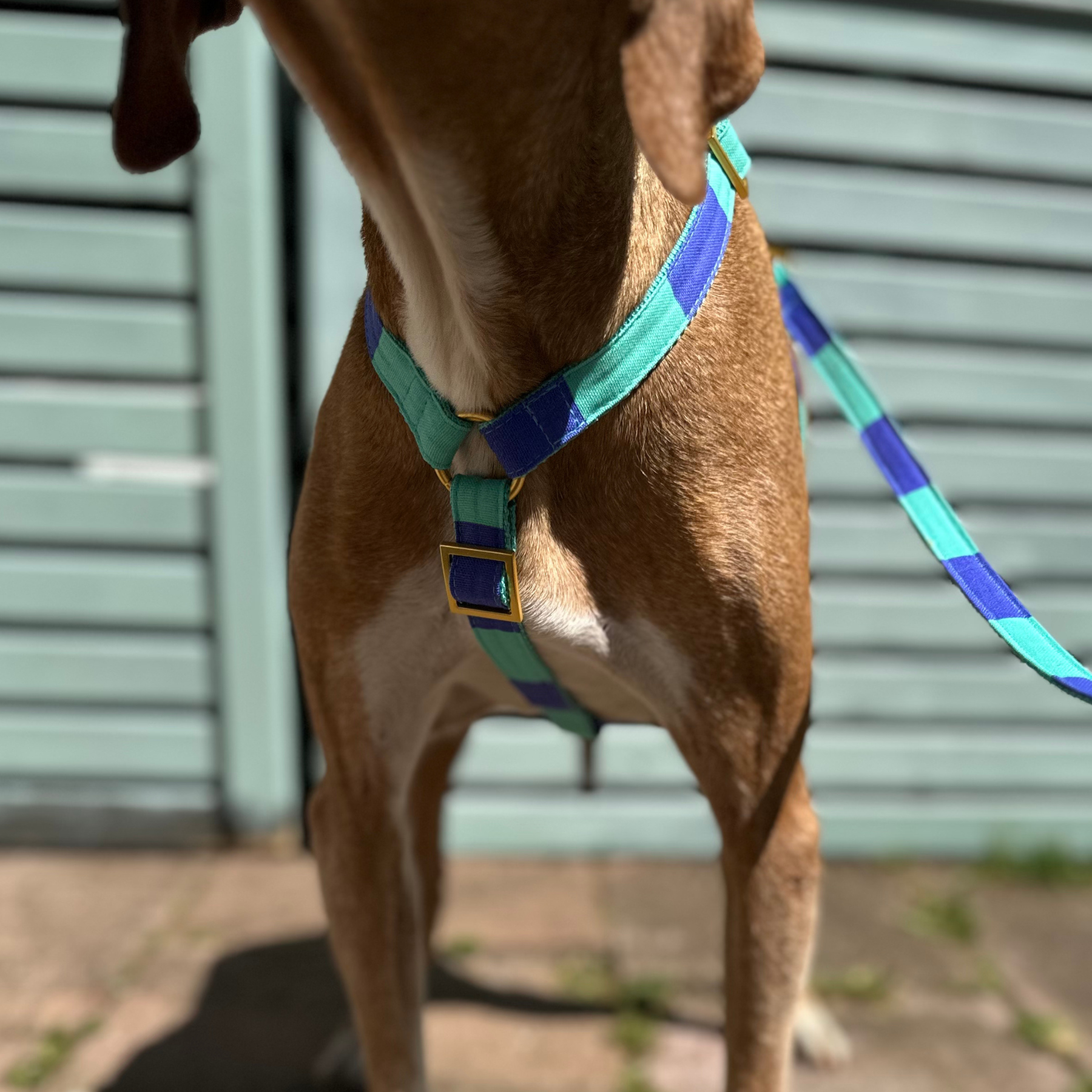 safety harness capri mint