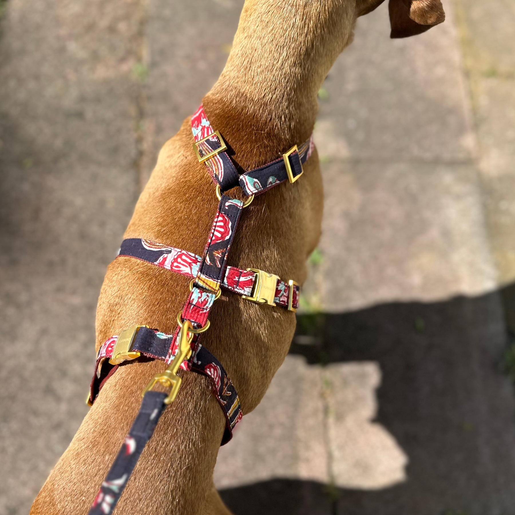 Sicherheitsgeschirr GOA midnight