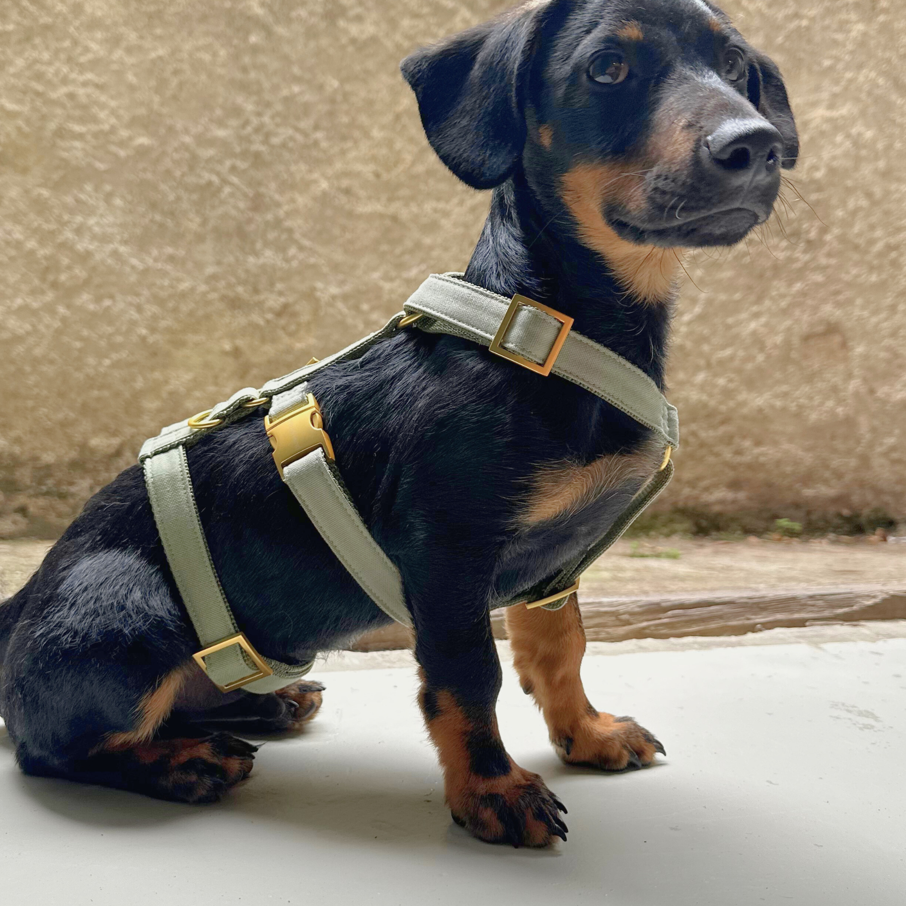 Sicherheitsgeschirr BASIC olive