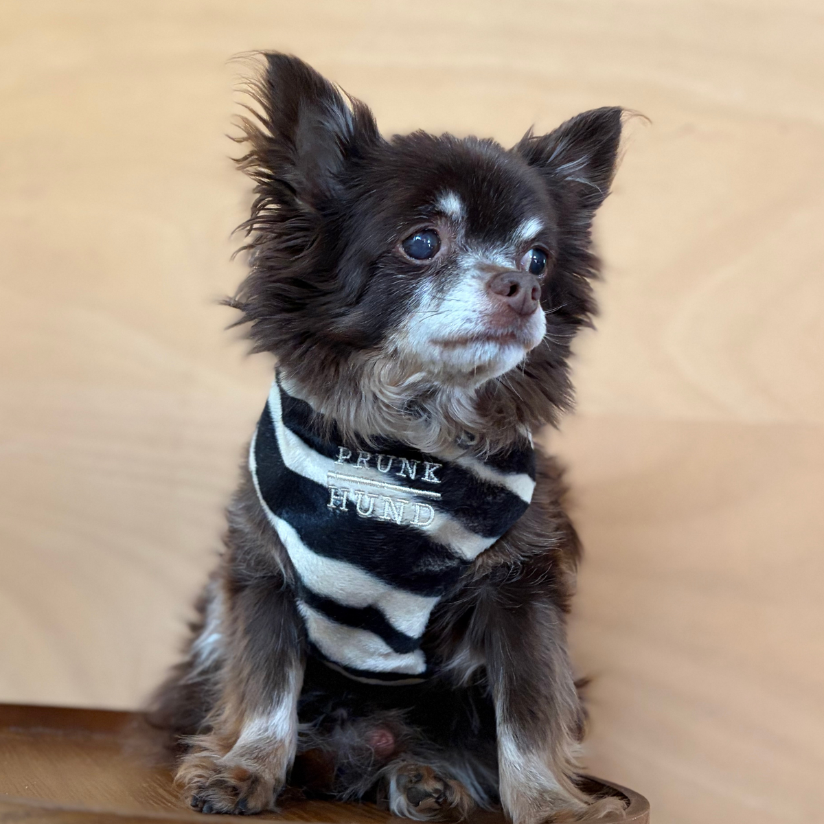 TEDDY black soft harness
