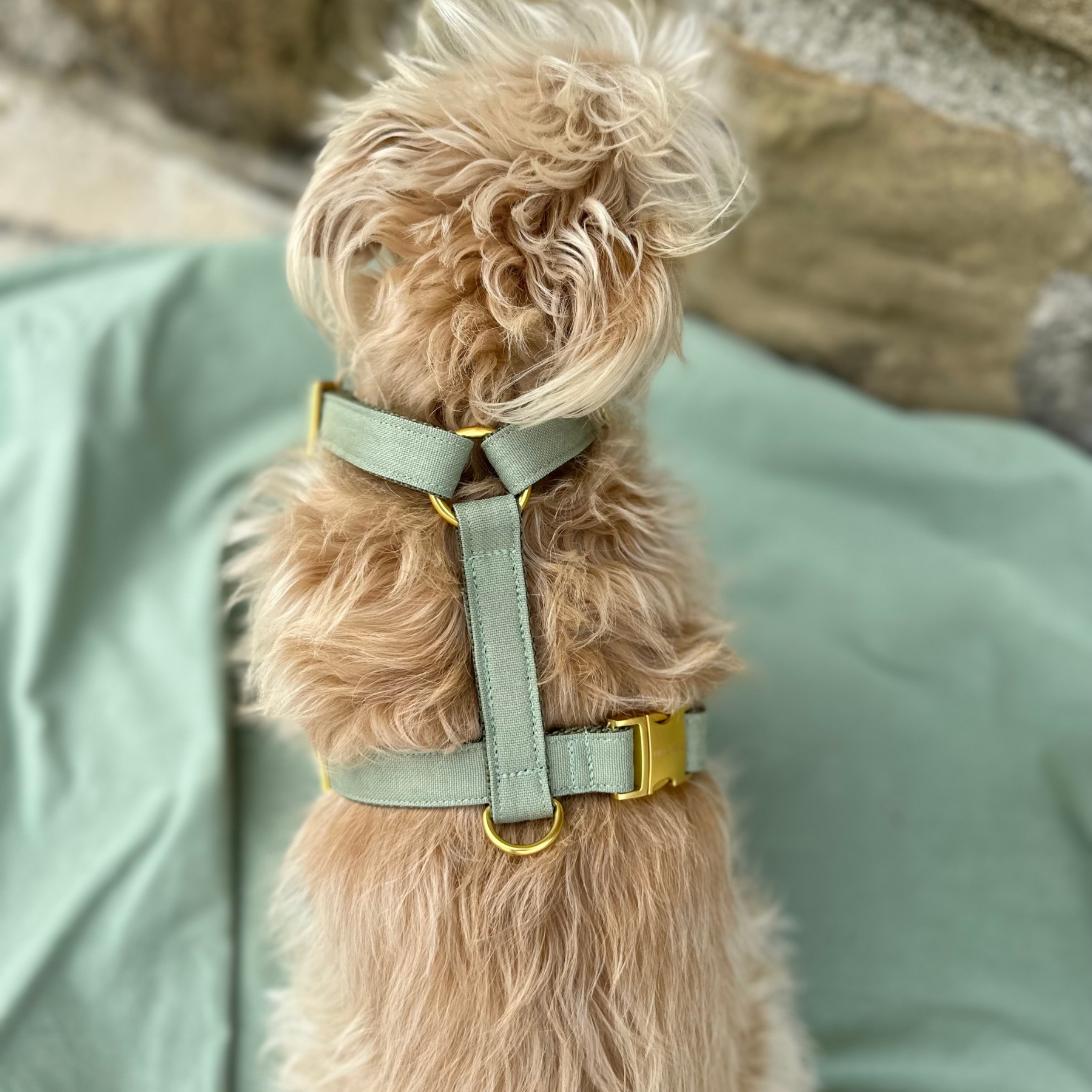 dog harness basic olive