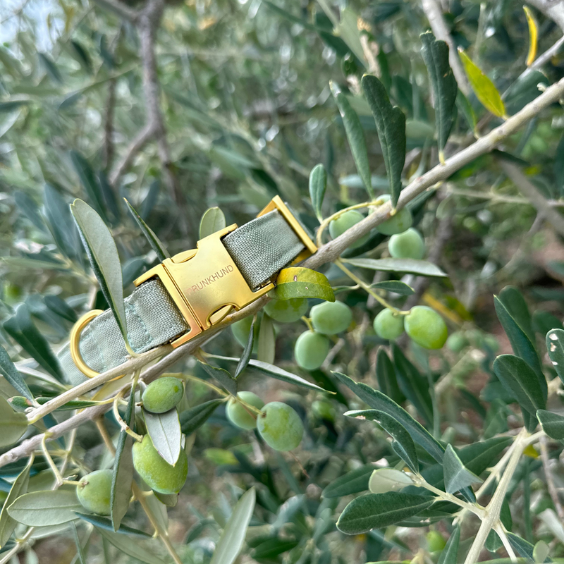 Halsband BASIC olive