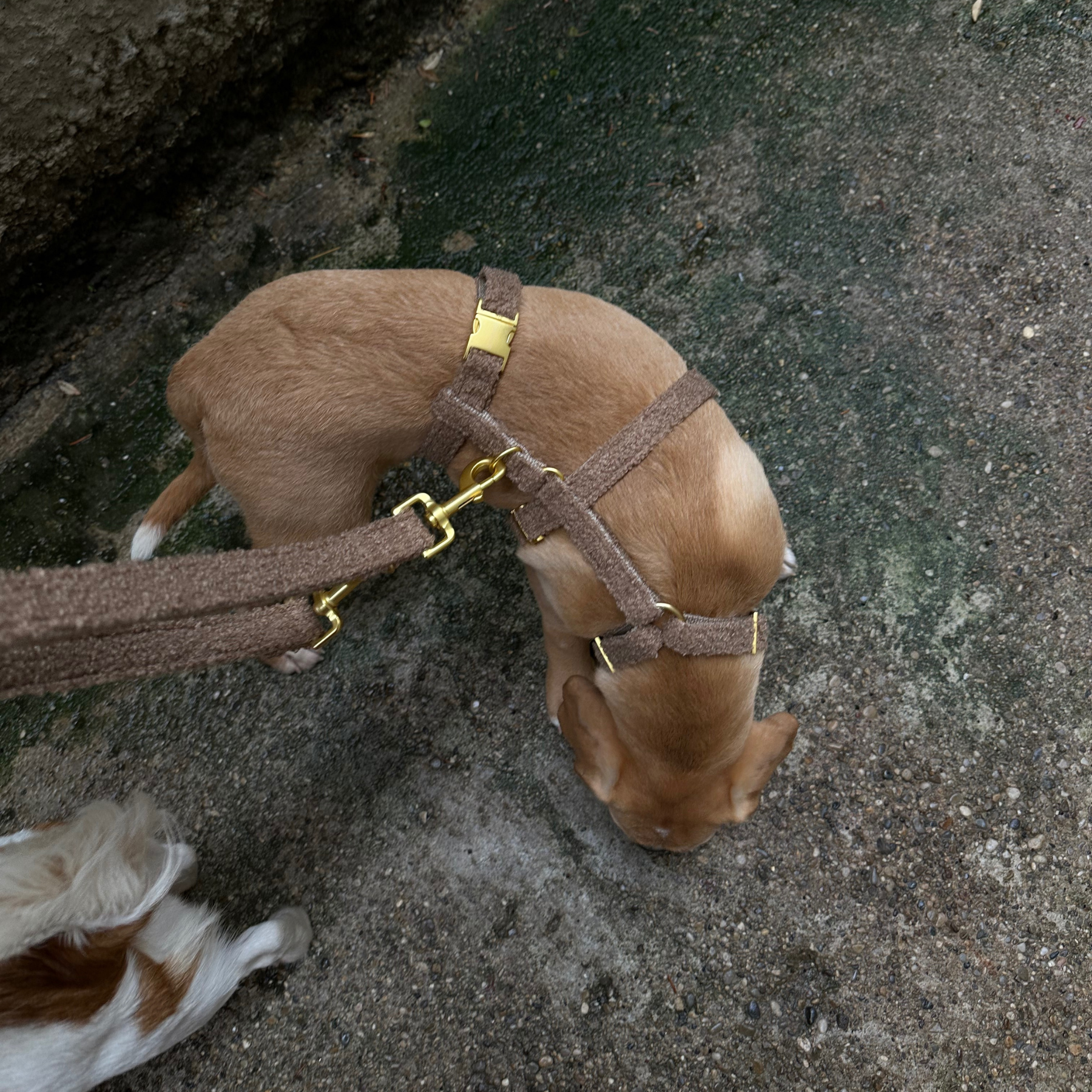 safety harness TEDDY tan