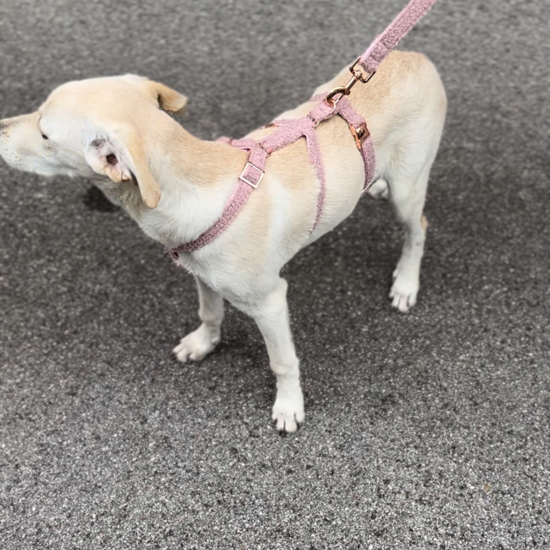 Sicherheitsgeschirr TEDDY blush