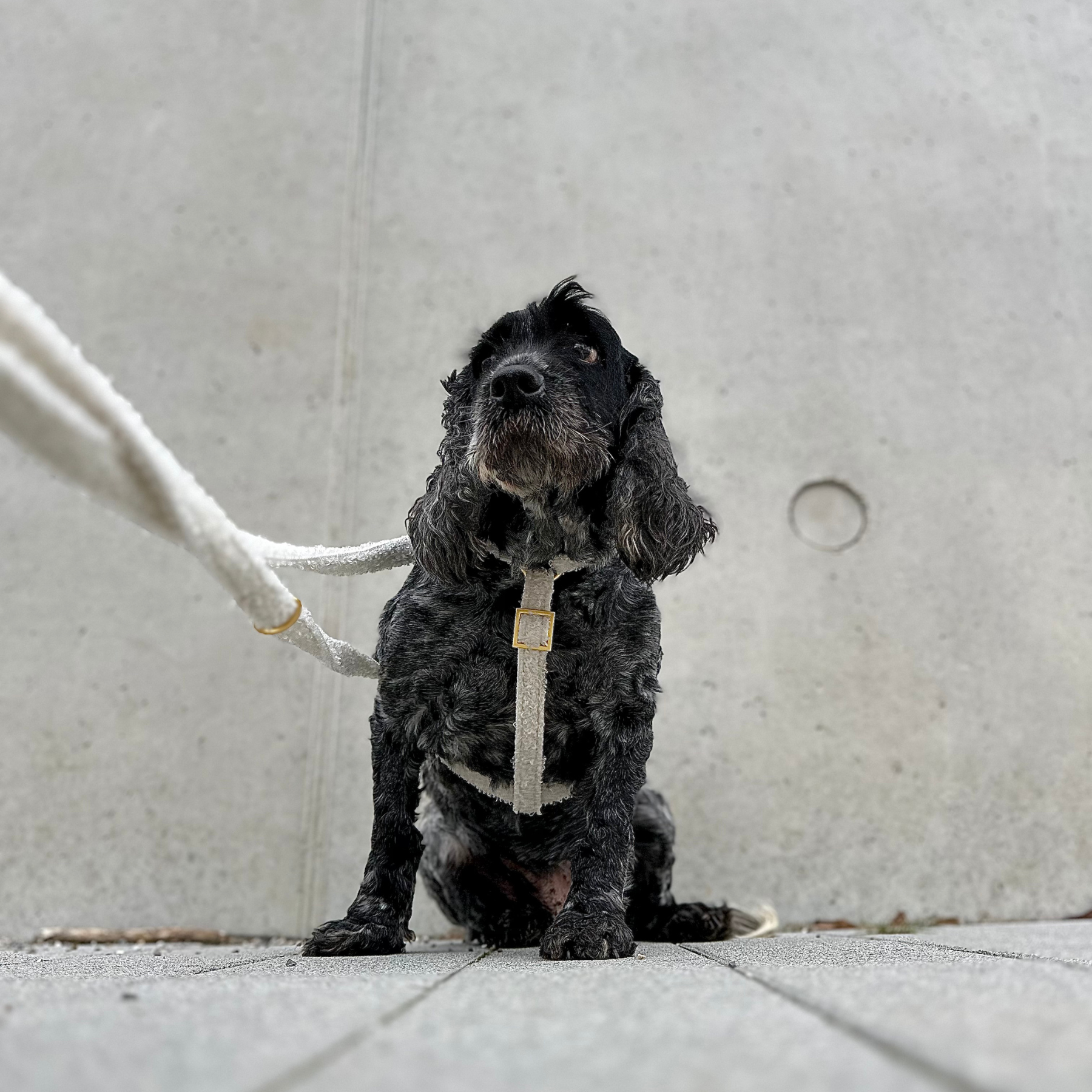 safety harness TEDDY cream