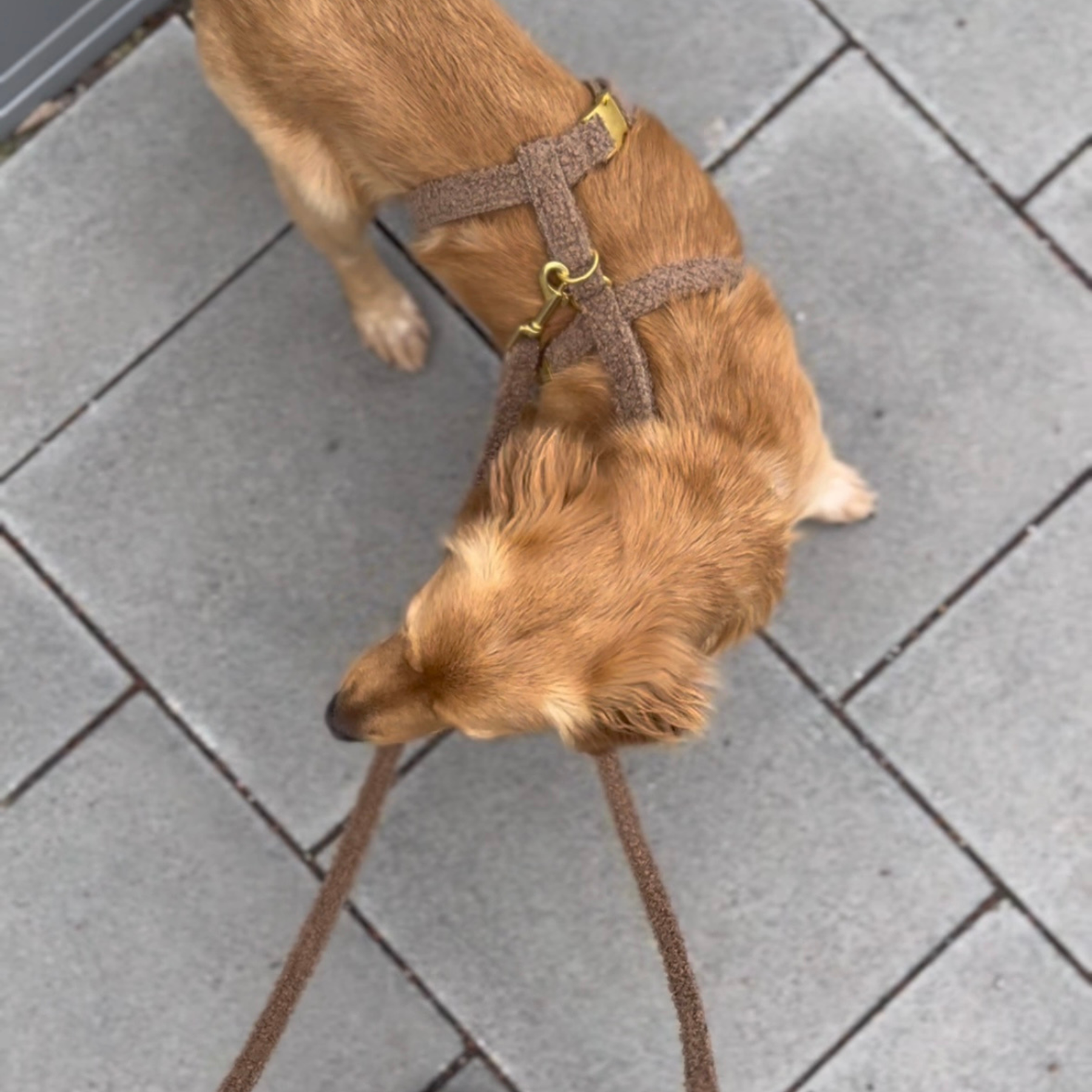 Sicherheitsgeschirr TEDDY tan