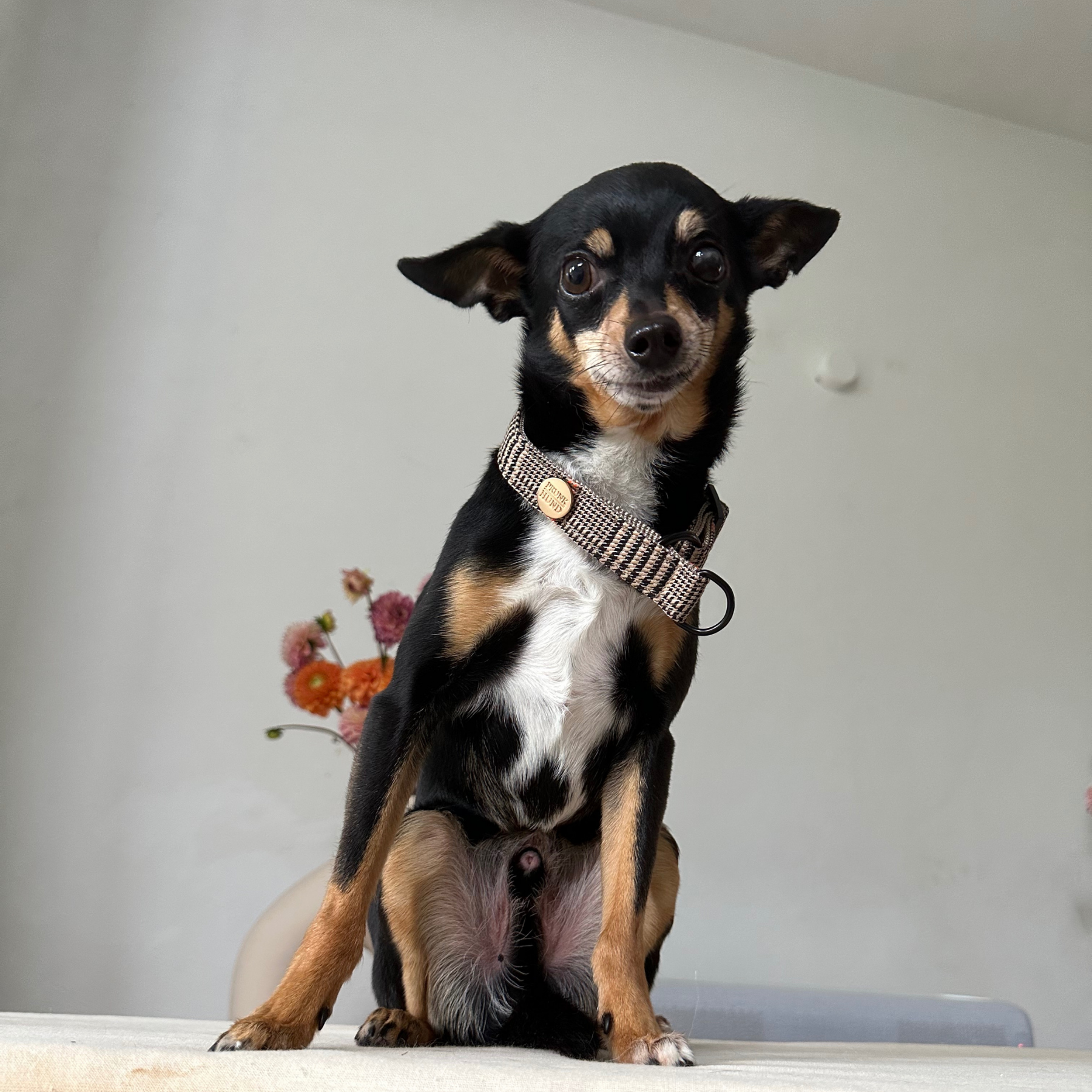 URBAN martingale dog collar