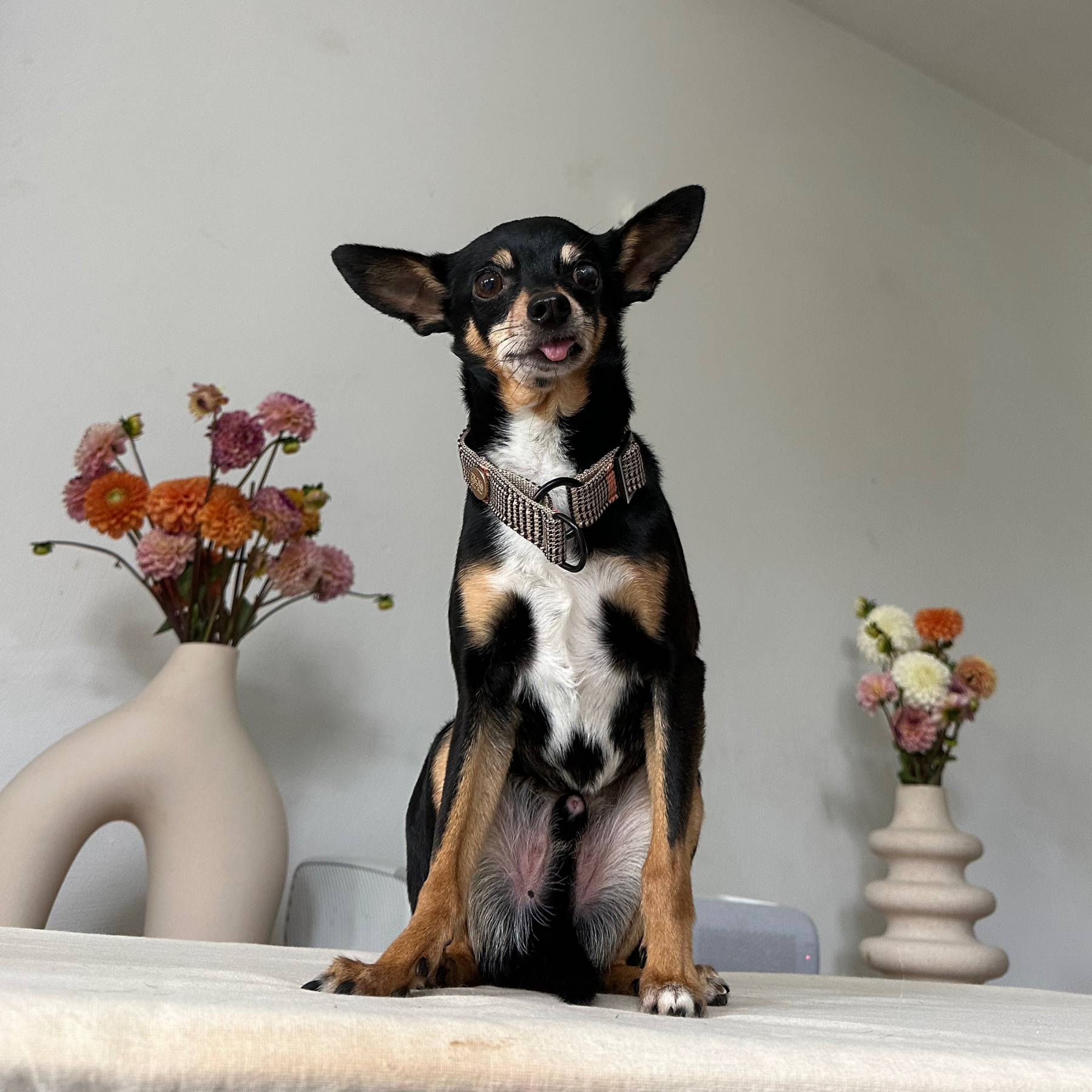 URBAN martingale dog collar
