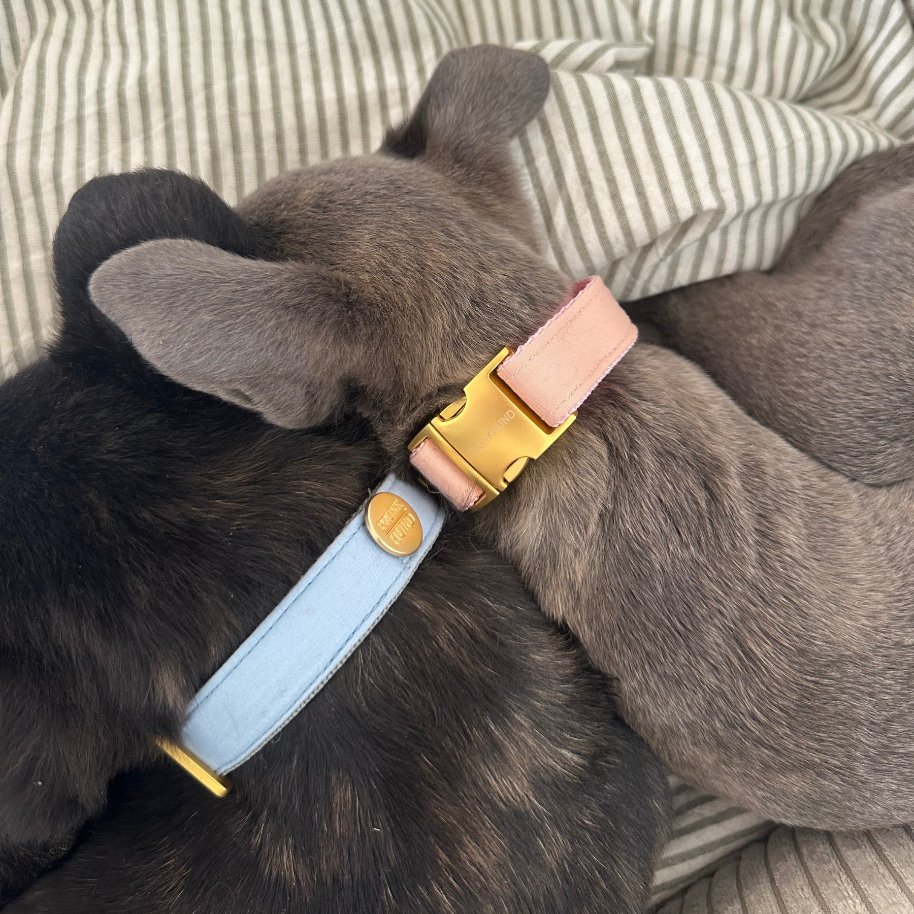 martingale collar WILD LIFE