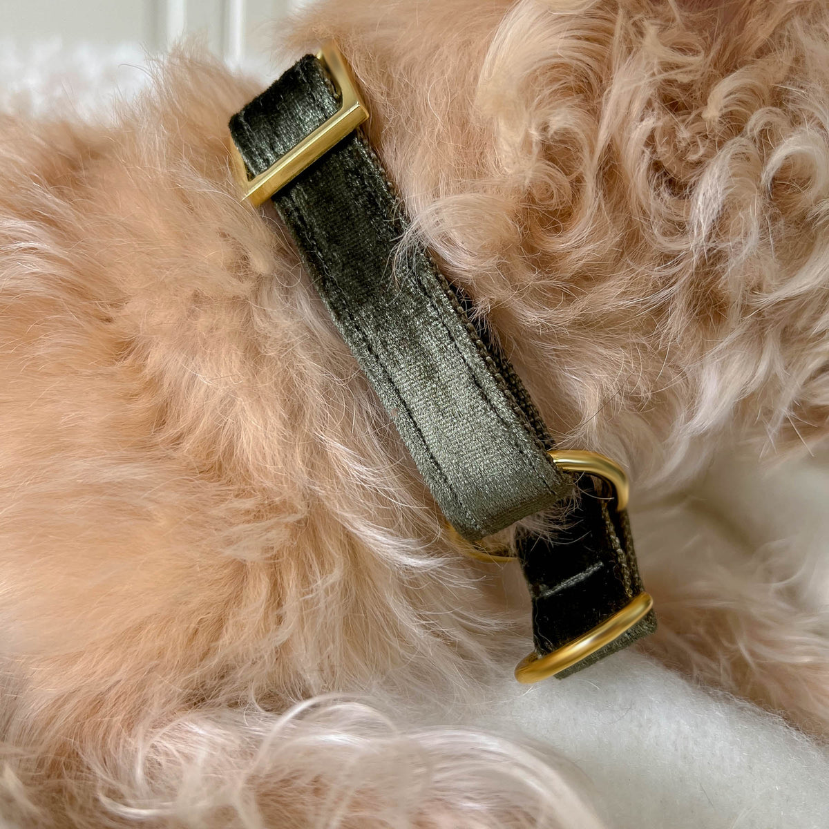 MOSS collar