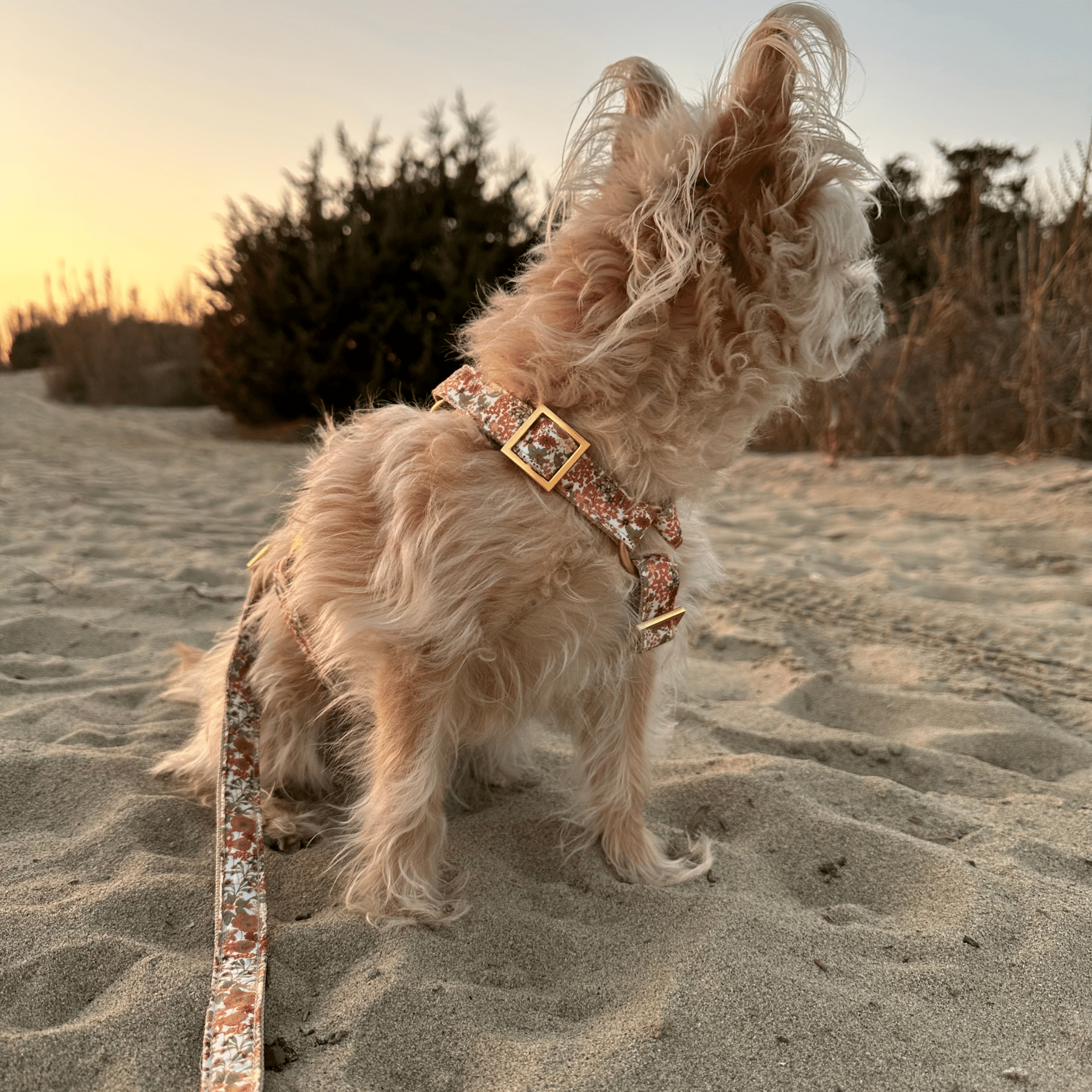 Hundegeschirr FIORE