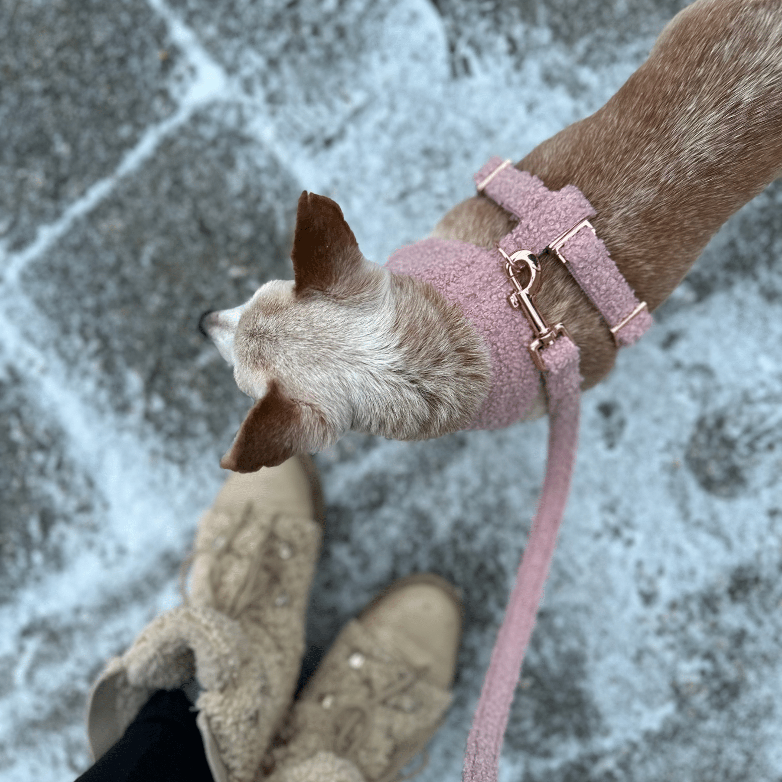 TEDDY blush soft harness