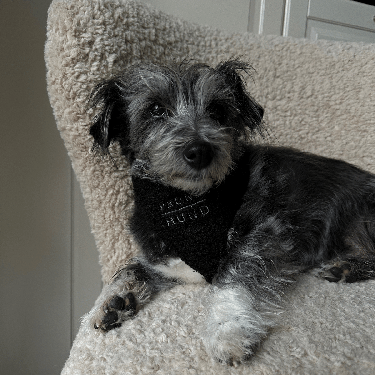 TEDDY black soft harness