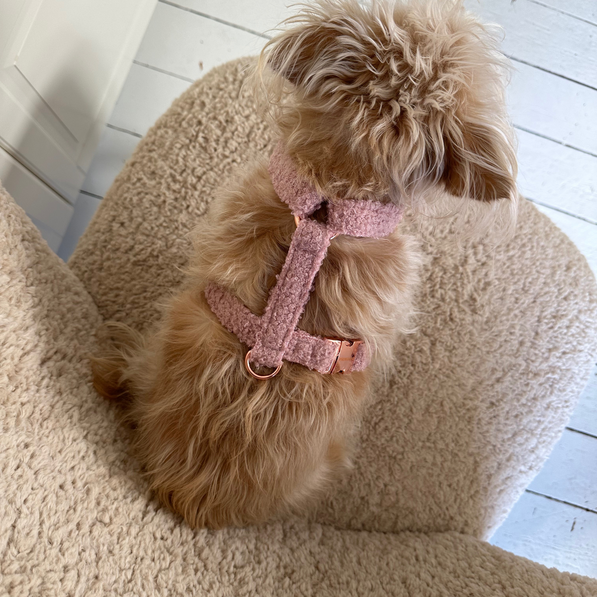 dog harness TEDDY blush