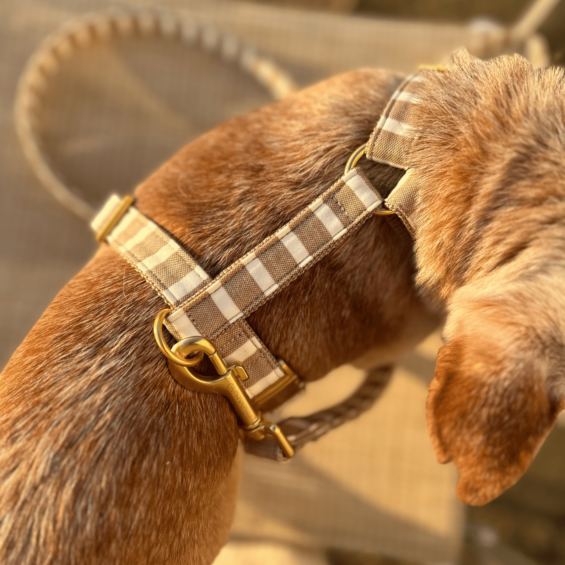 dog harness LIDO SAND