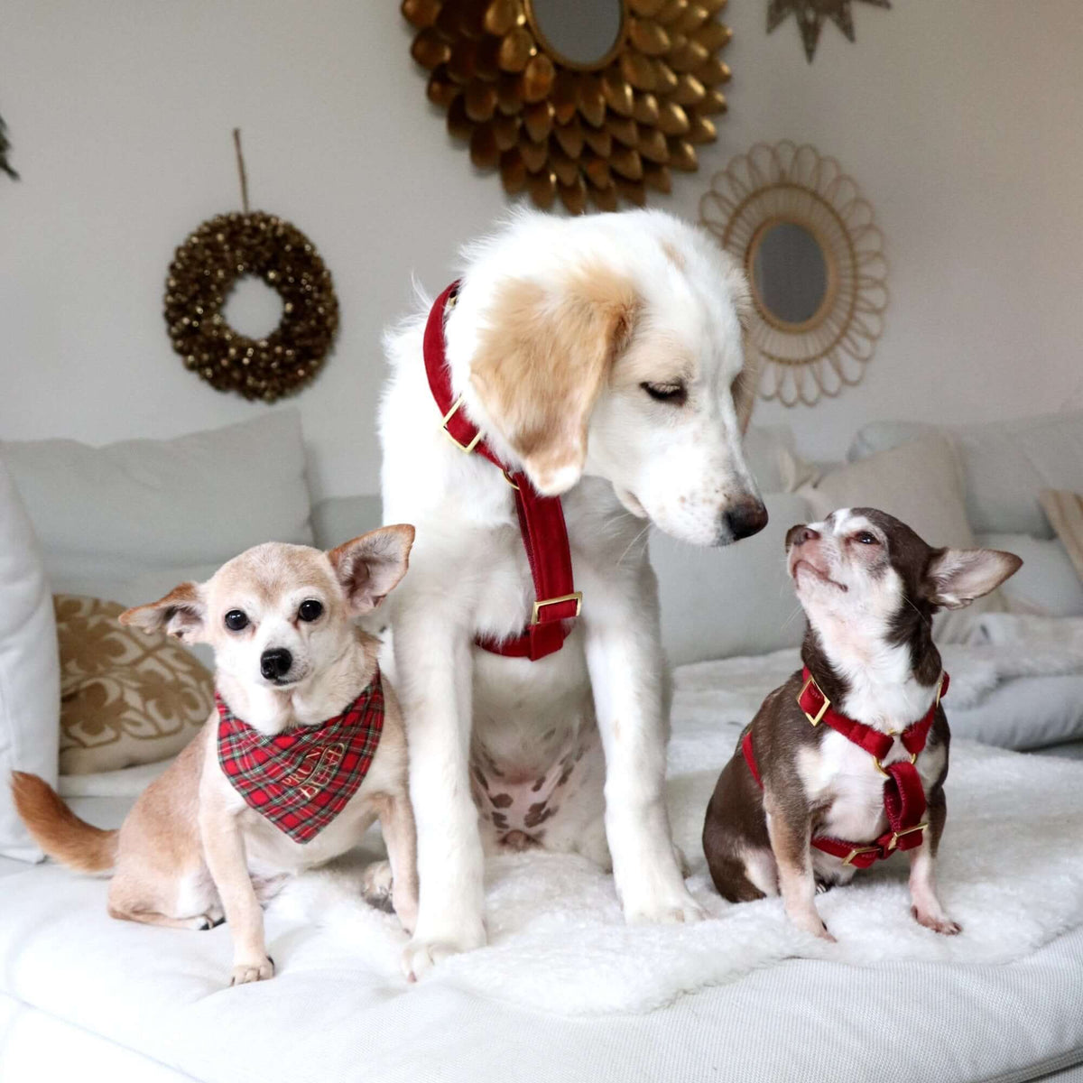 Hundegeschirr SANTA BABY