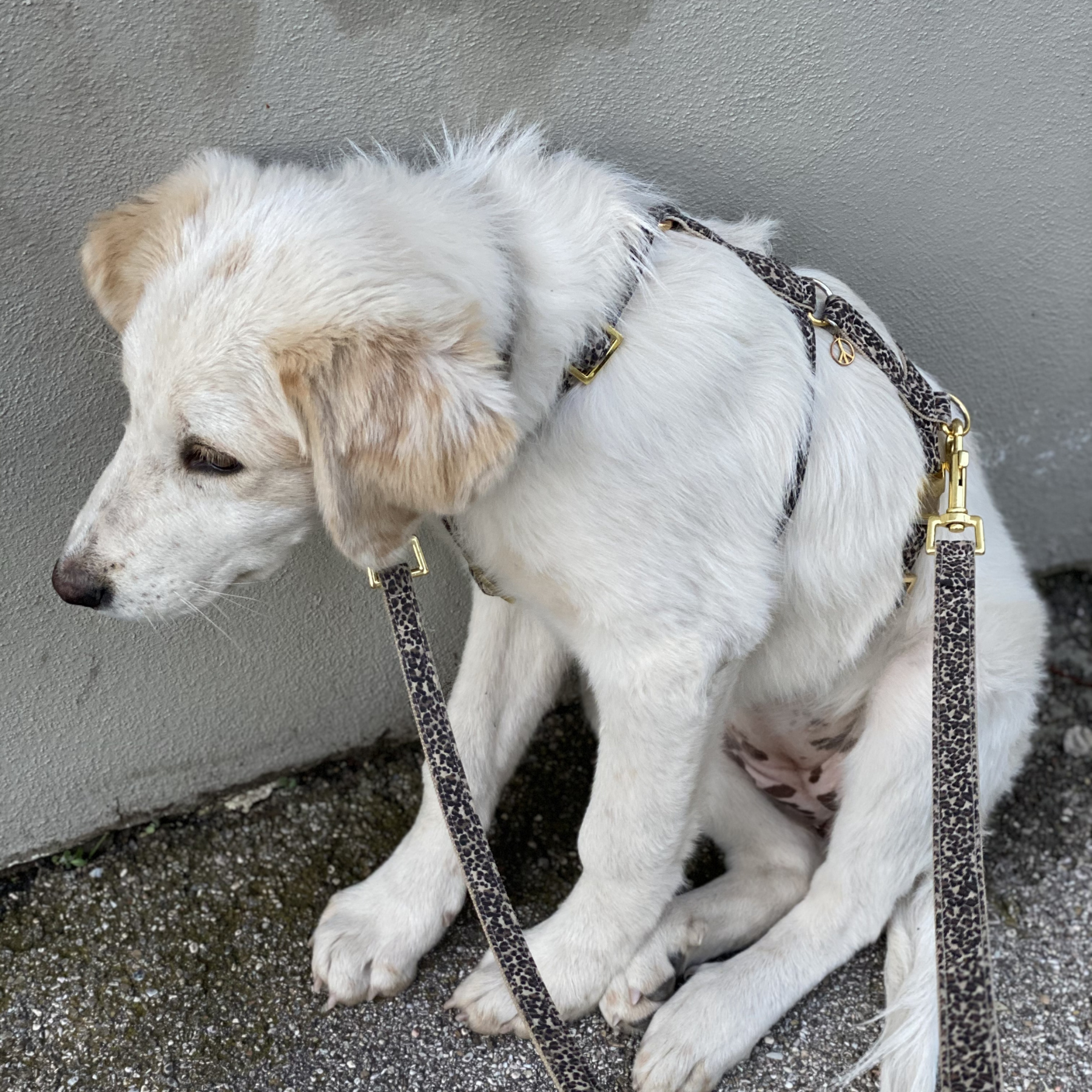 safety harness WILD LIFE