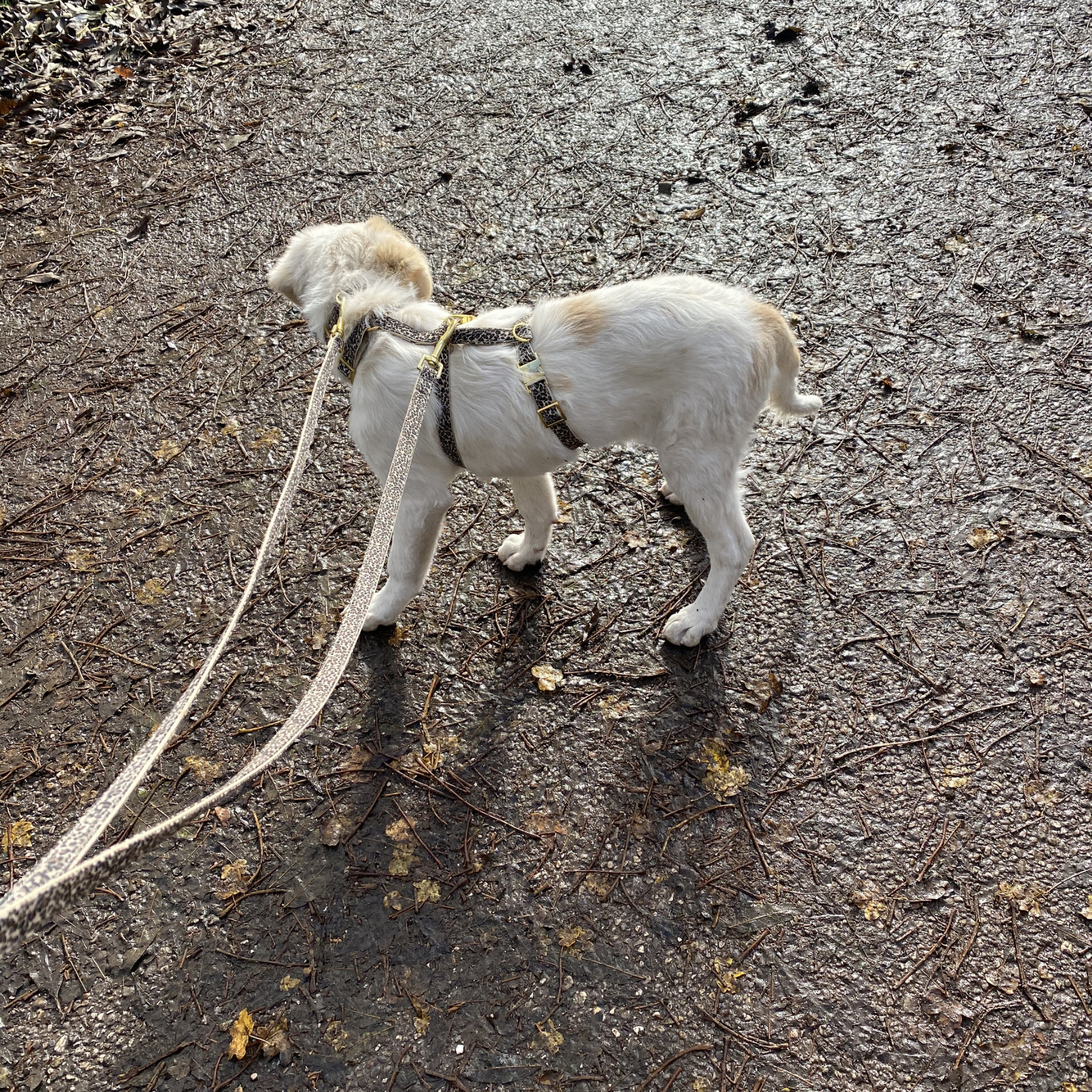 safety harness WILD LIFE