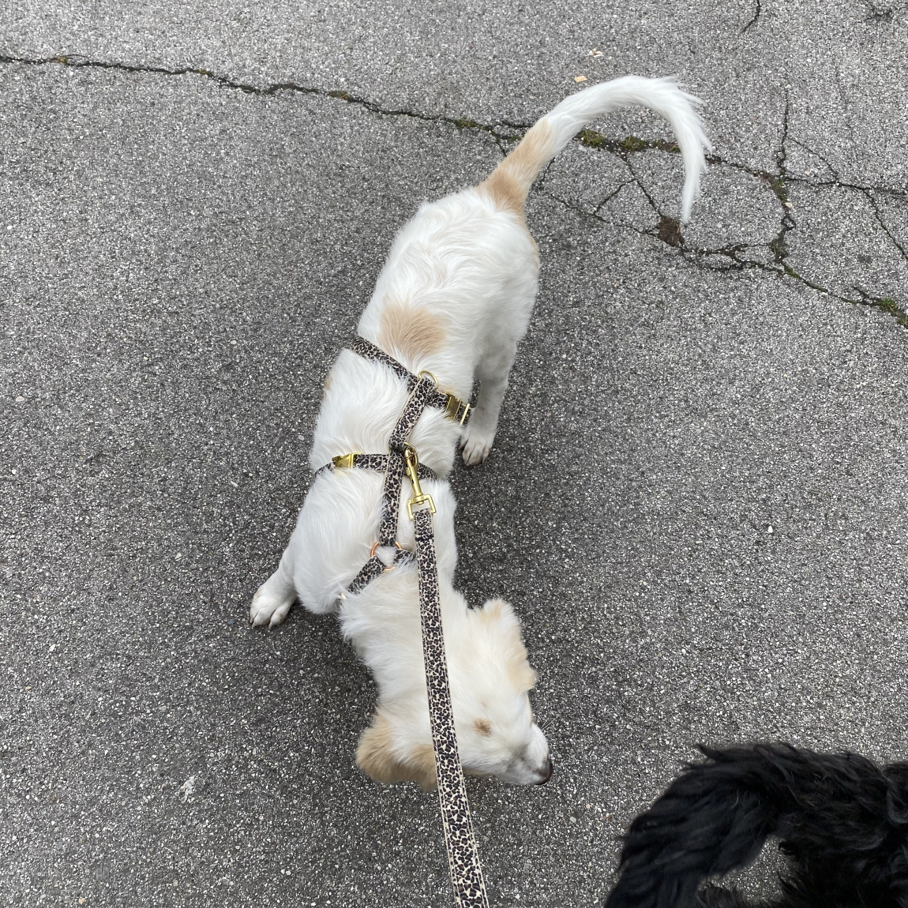 safety harness WILD LIFE