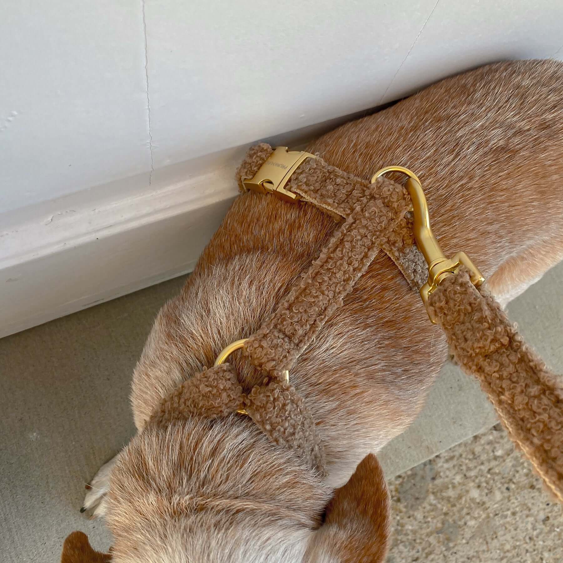 dog harness TEDDY tan
