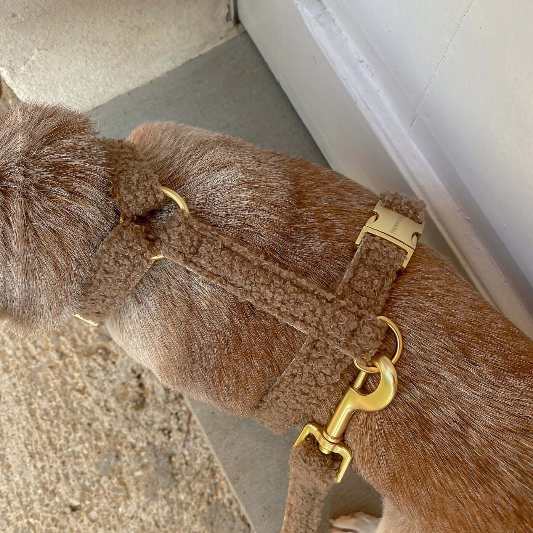 dog harness TEDDY tan