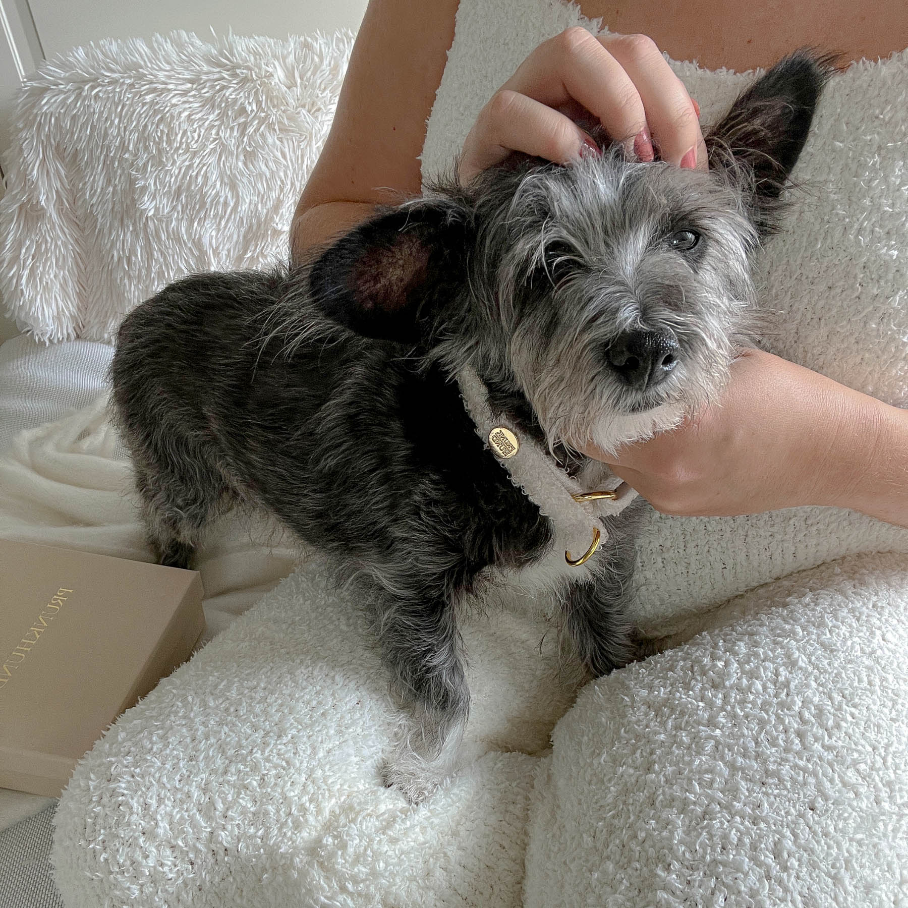 martingale TEDDY cream collar