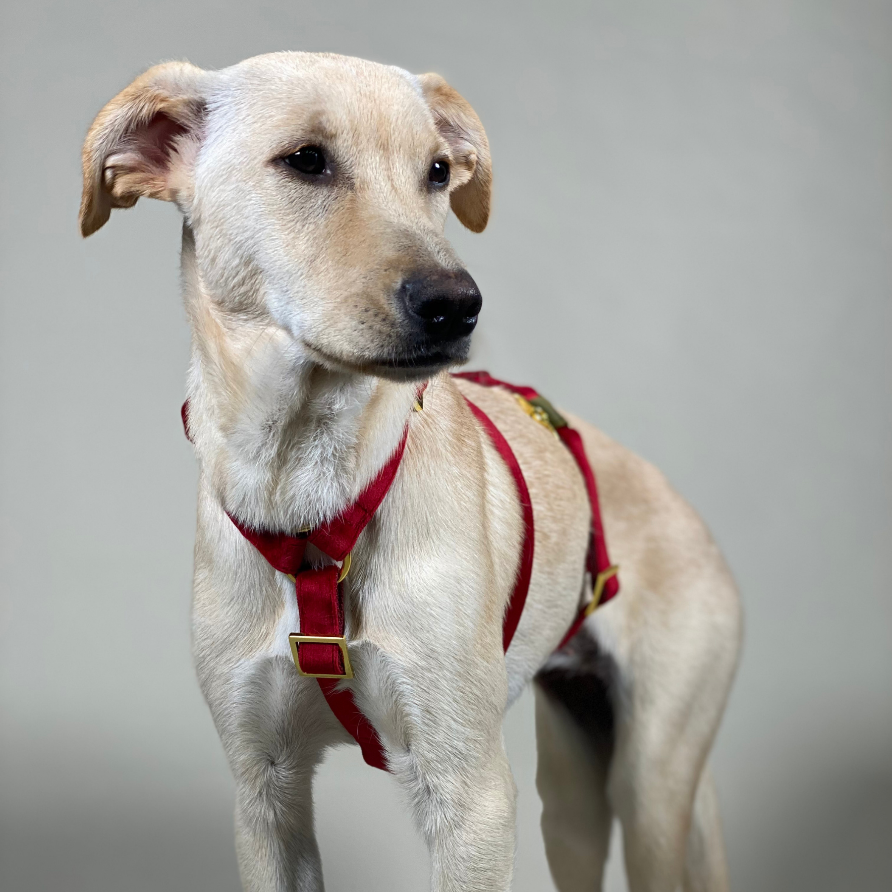 Sicherheitsgeschirr SANTA BABY