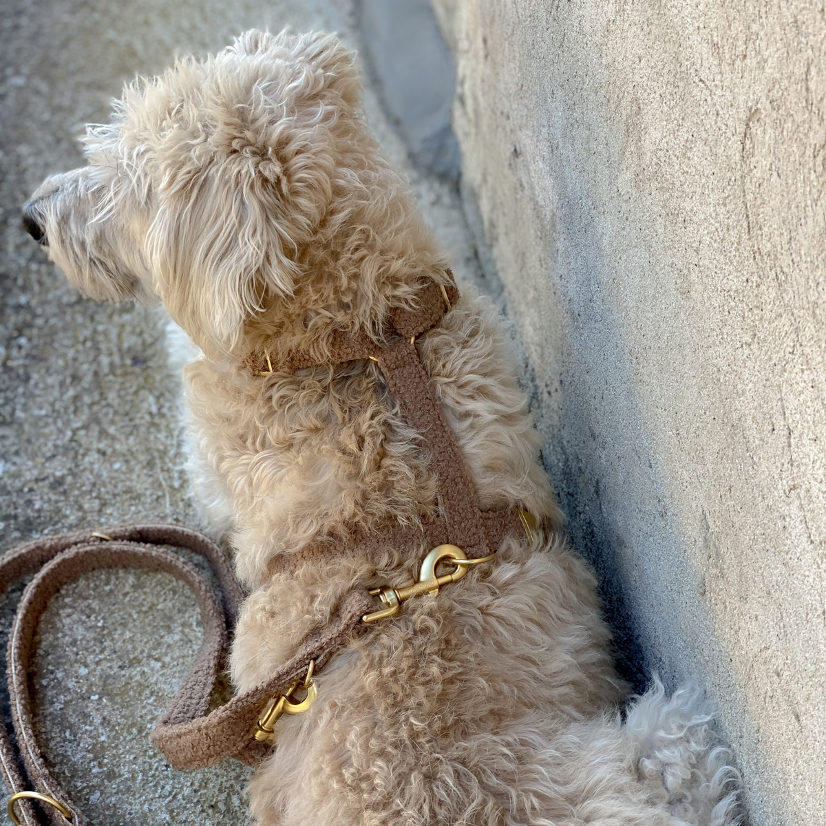 Leine TEDDY tan
