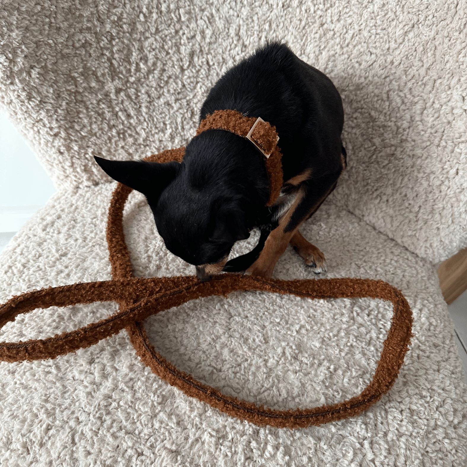 Teddy caramel leash
