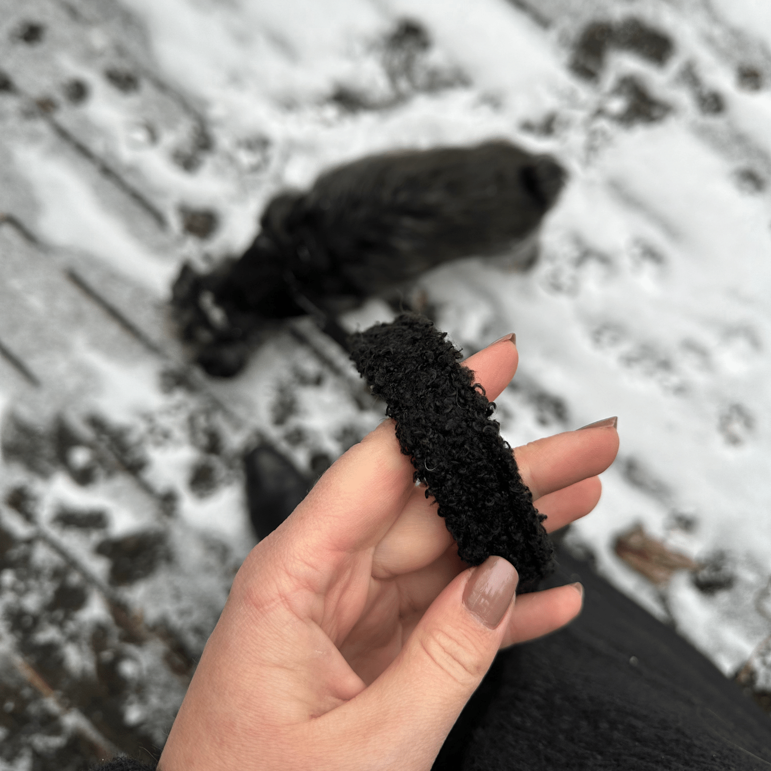 Leine TEDDY black