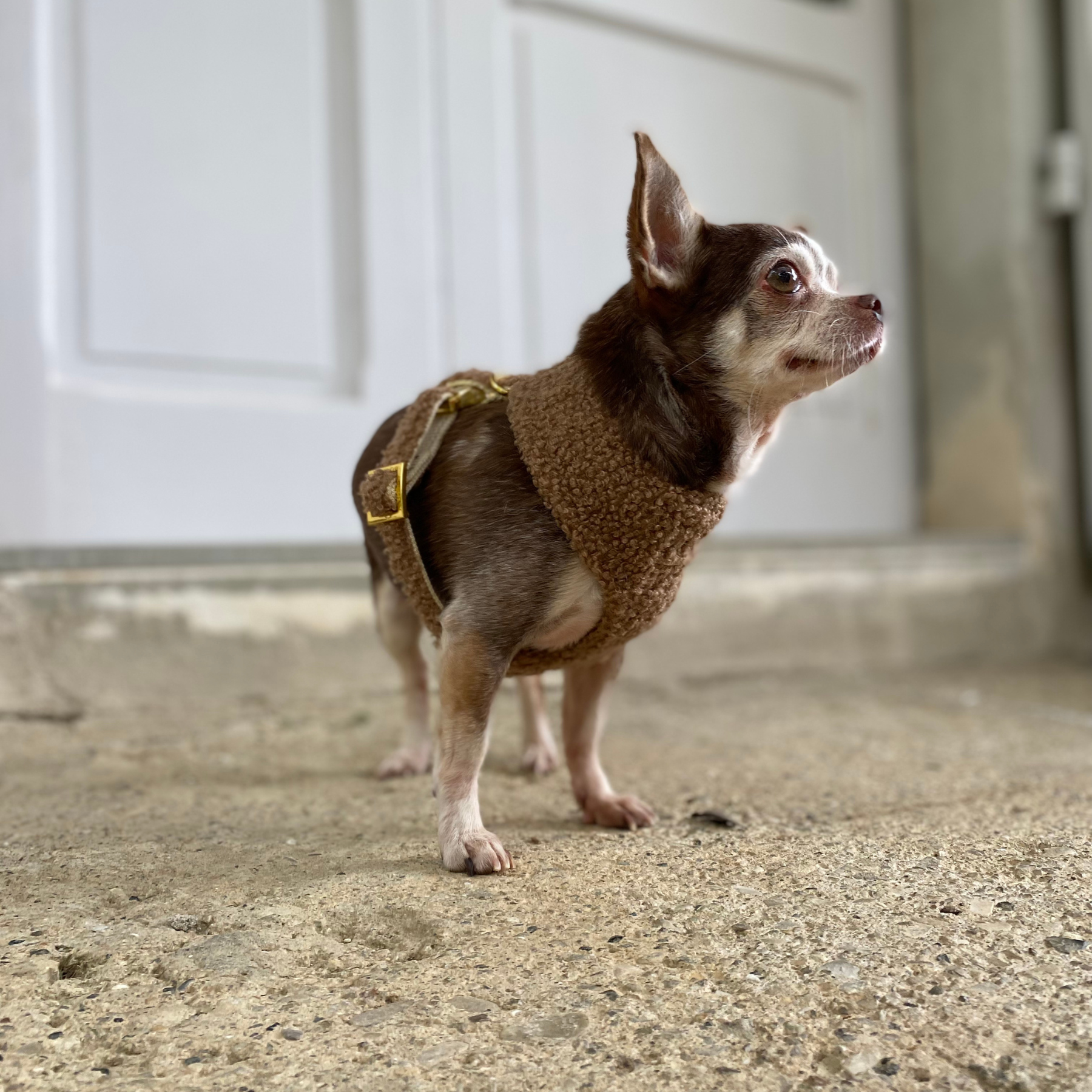 TEDDY tan soft harness