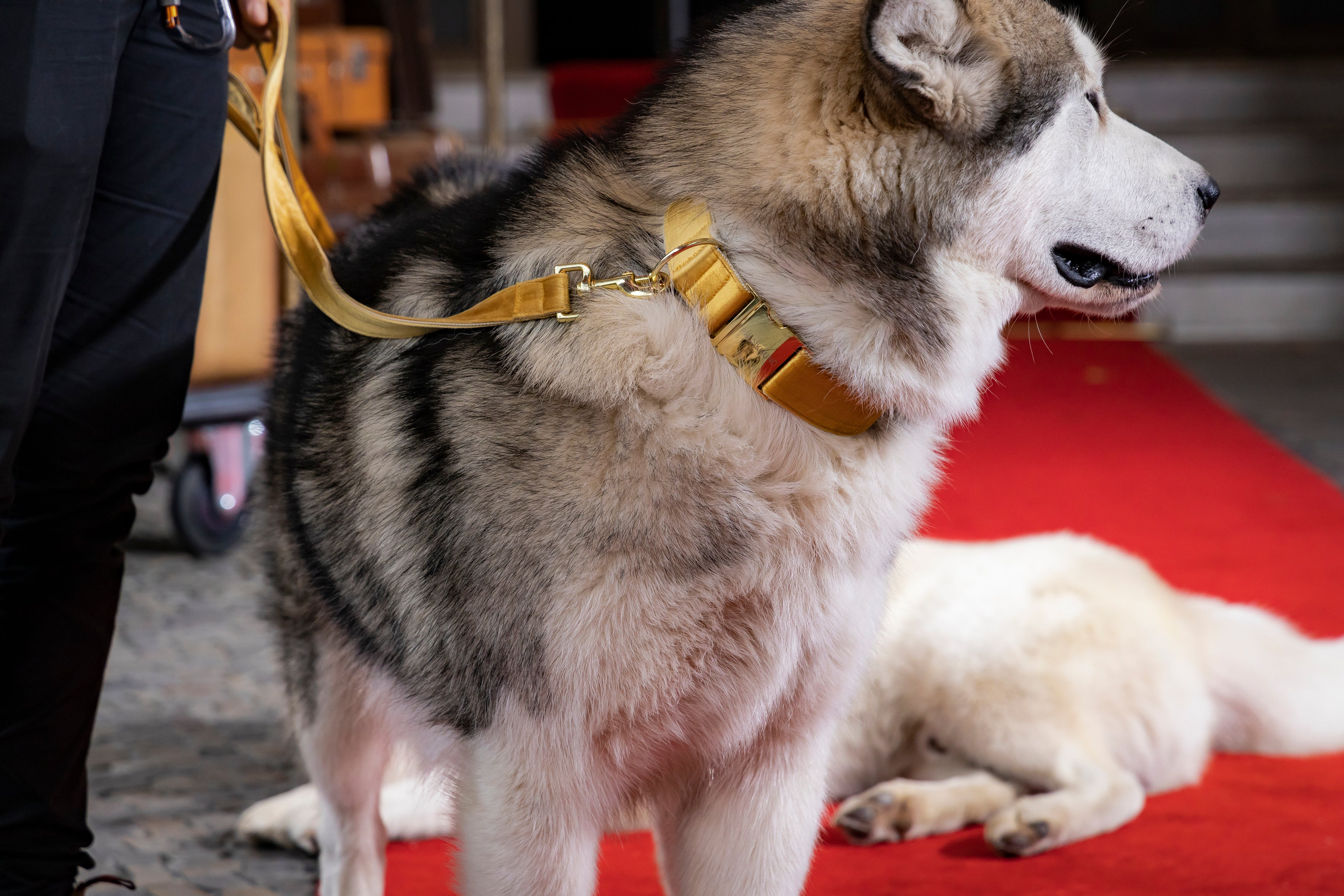 Prunkhund X "Germany ́s Next Topmodel"