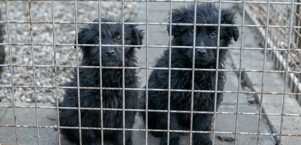 Prunkhund Partnertierheim in Ungarn