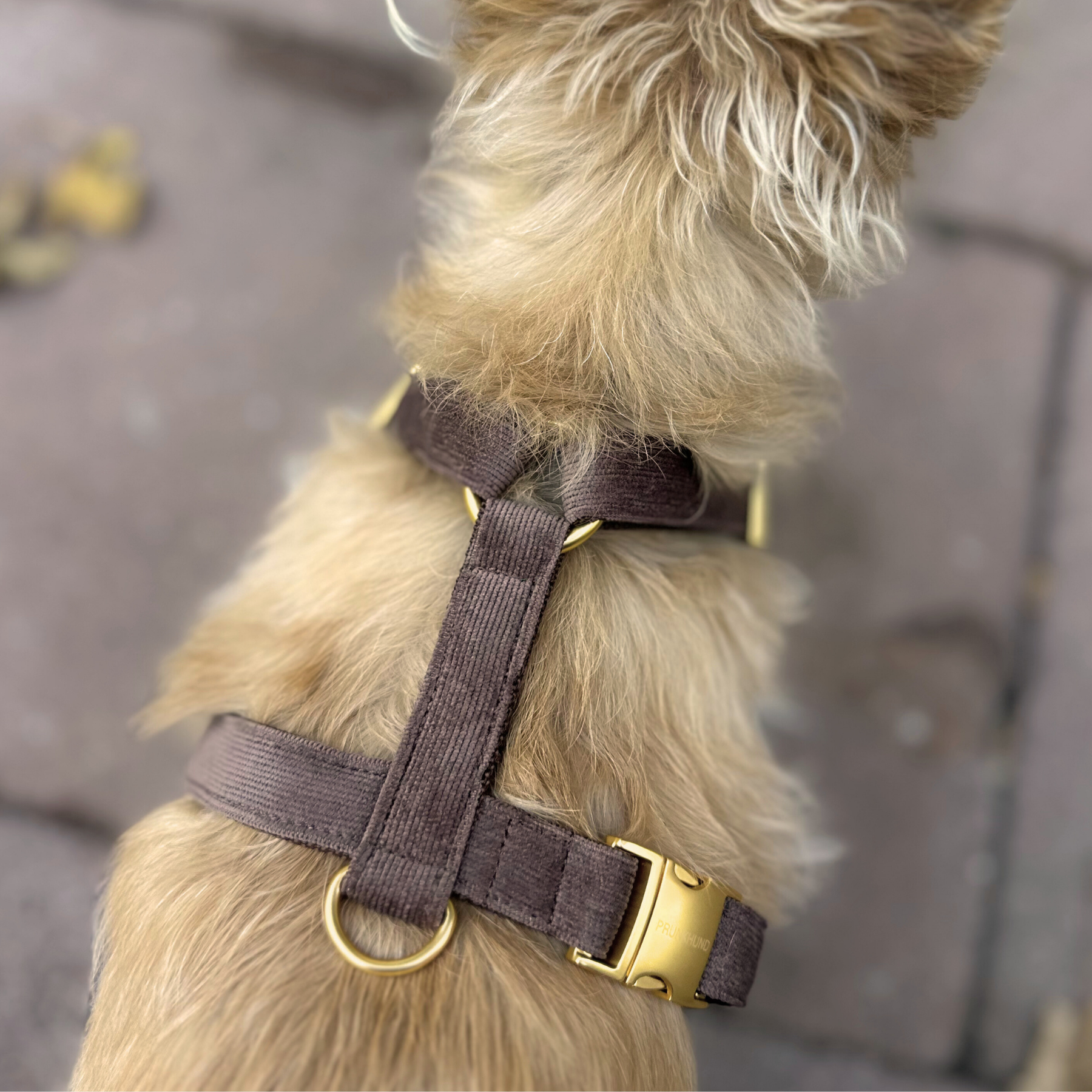 dog harness WINDSOR