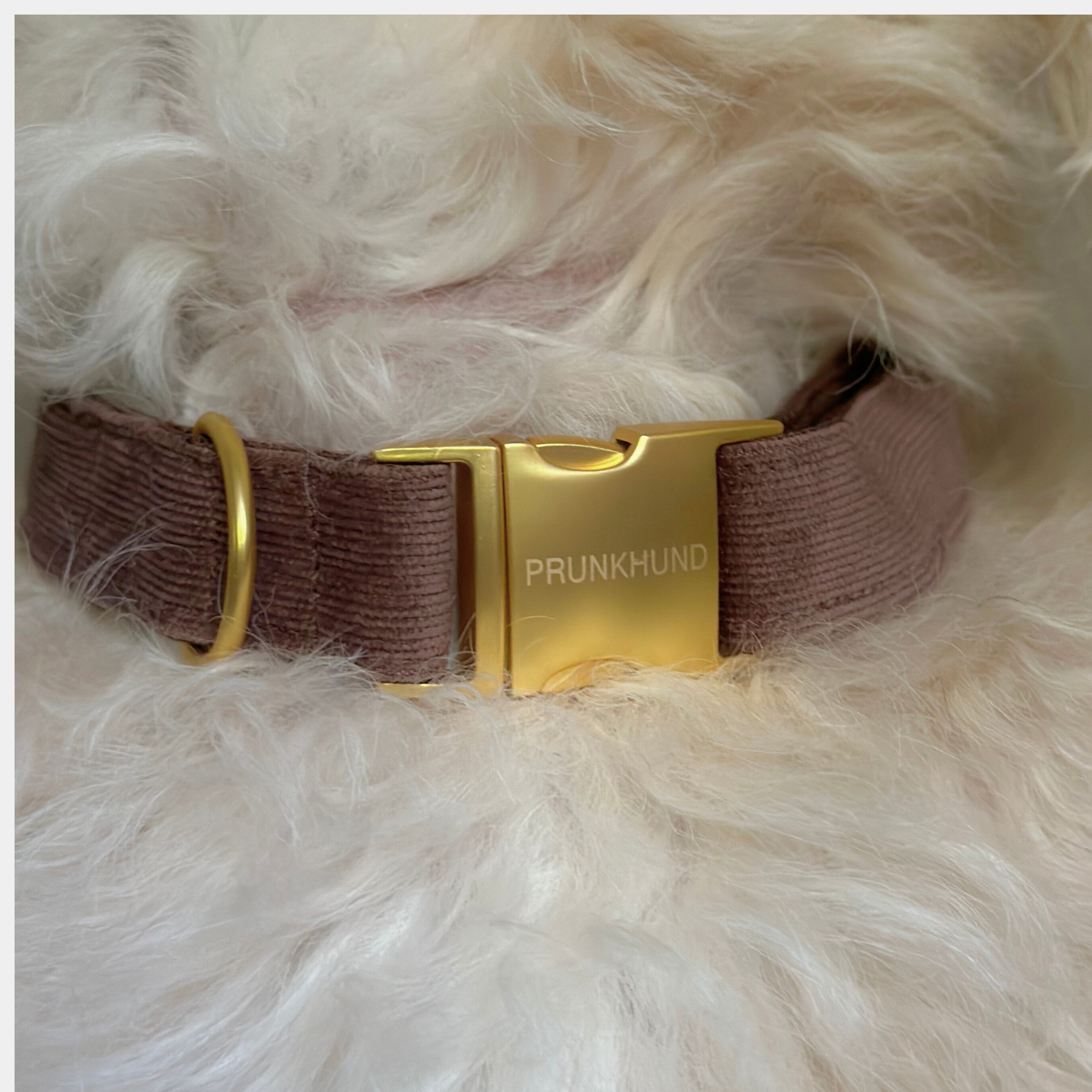 WINDSOR collar