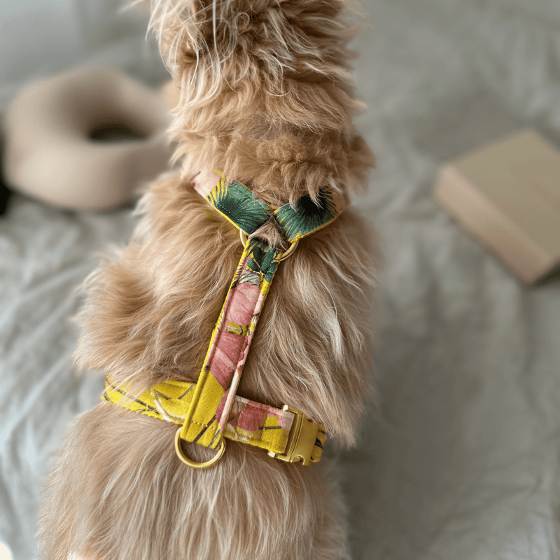 BLOSSOM dog harness