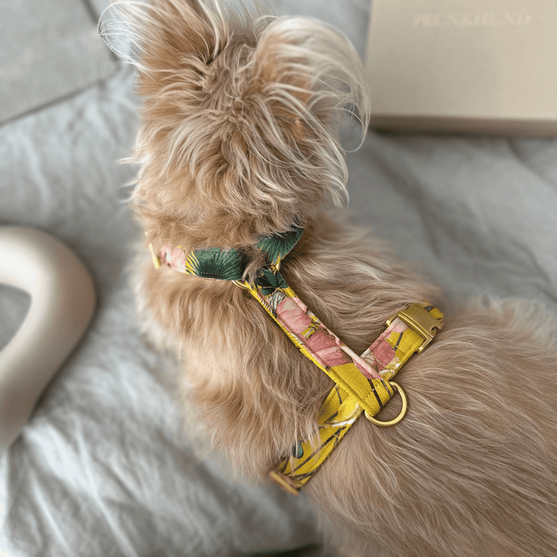 BLOSSOM dog harness