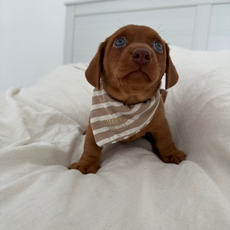 Dog bandana LIDO SAND