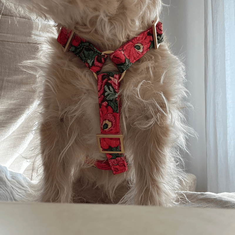 Dog harness BLOOM