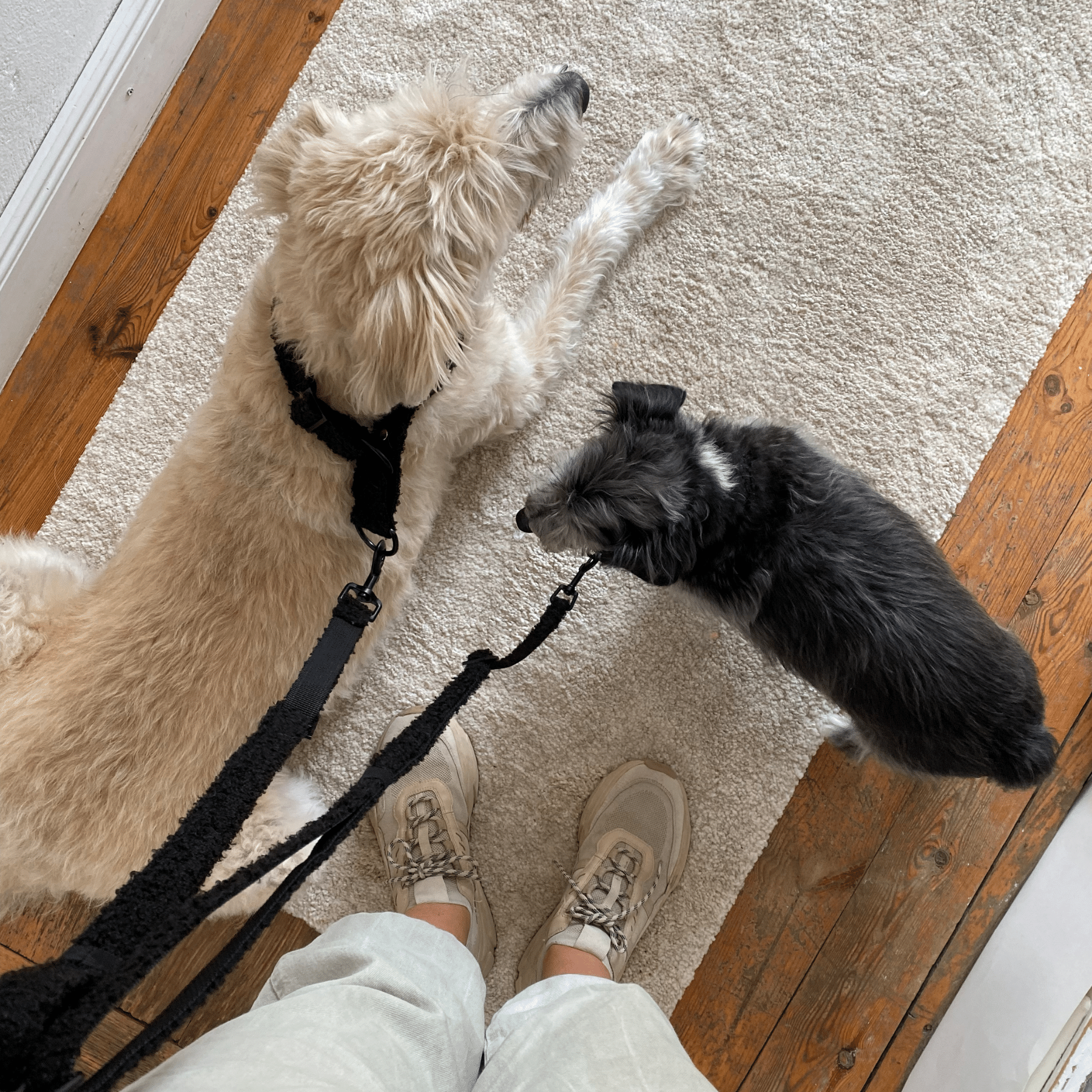 ESSENTIAL Zusatz Unterteil TEDDY black