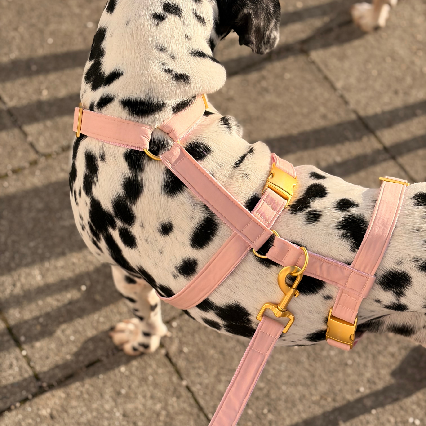 safety harness WILD LIFE