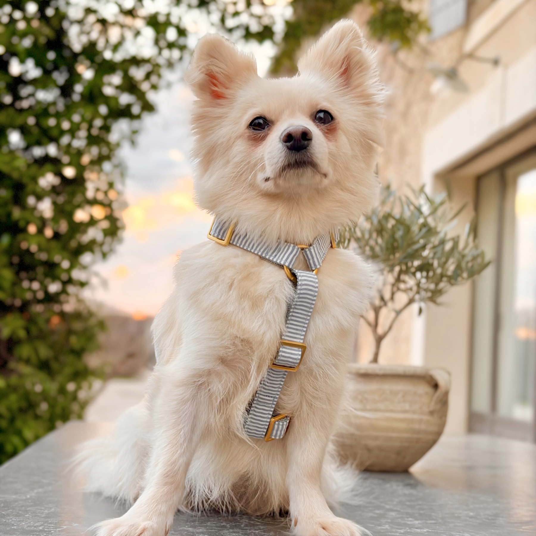 Dog harness WILD LIFE