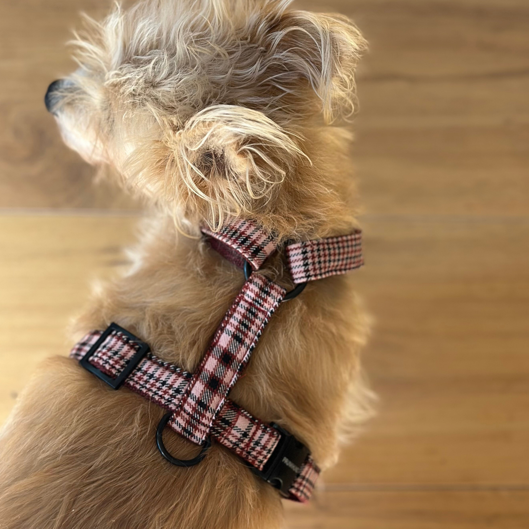 dog harness URBAN