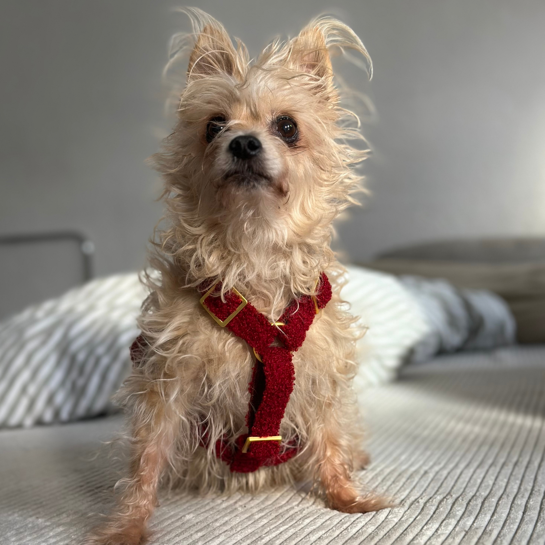 dog harness TEDDY tan