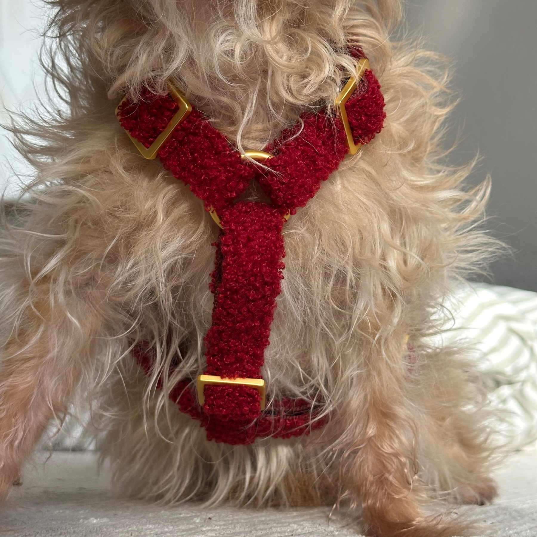 dog harness TEDDY tan