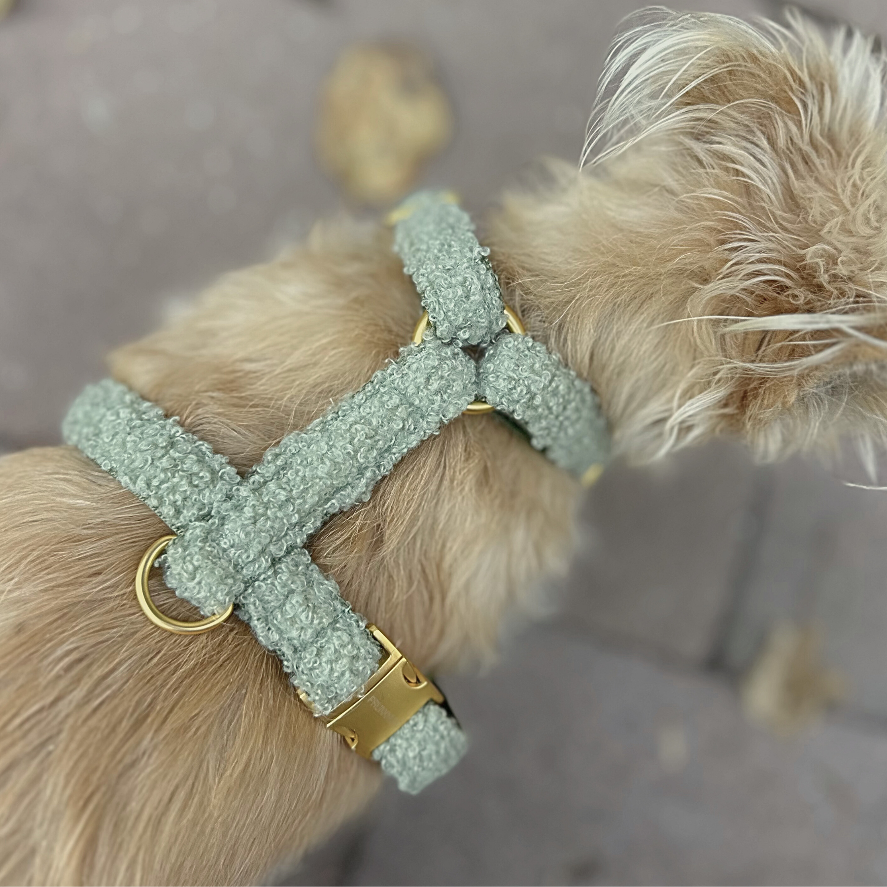 dog harness TEDDY tan