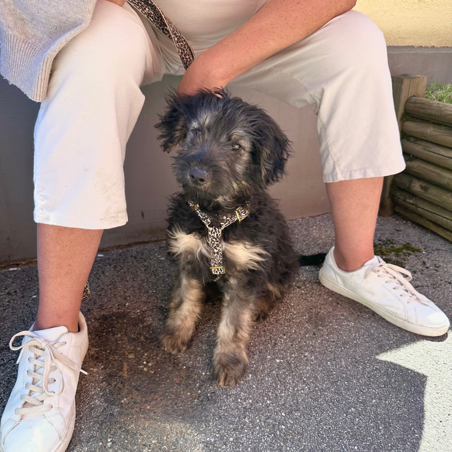Hundegeschirr WILD LIFE