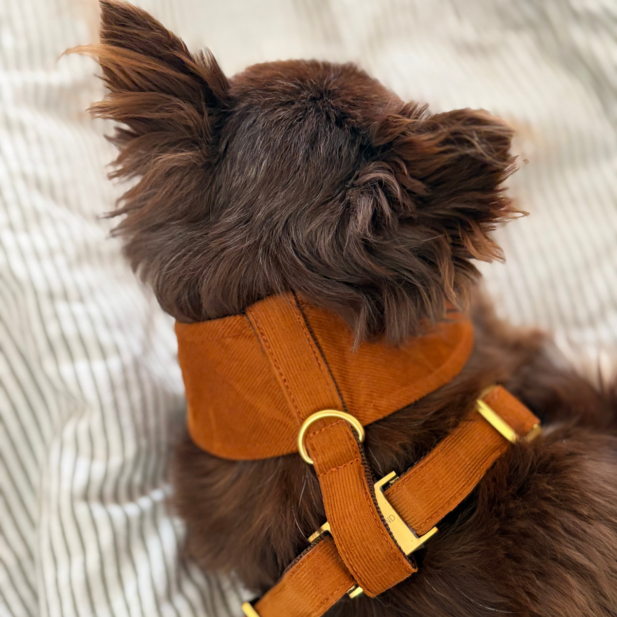 Soft harness SANTA BABY